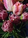 Pione and parrot tulips Royalty Free Stock Photo