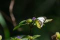 Pioneer or Pioneer White or African Caper White Belenois aurota on Wild Flower