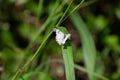 Pioneer or Pioneer White or African Caper White Belenois aurota on Wild Grass