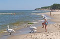 PIONEER, RUSSIA. The little girl and swans on the bank of the Baltic Sea