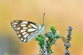 The pioneer white butterfly or Belenois aurota , butterflies of Iran Royalty Free Stock Photo