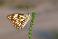 The pioneer white butterfly or Belenois aurota Royalty Free Stock Photo