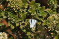 Pioneer White Butterfly On Flower Buds Belenois aurota