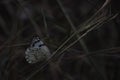 Pioneer White Butterfly belenois aurota Sitting On Grass In Low Light Defocused