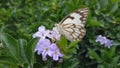 Pioneer white Butterfly on a flower