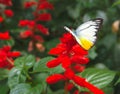 Pioneer White butterfly and scarlet tropical flowers Royalty Free Stock Photo