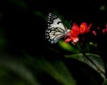 A pioneer White butterfly