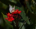 A Pioneer white butterfly