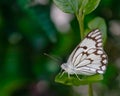 A Pioneer White Butterfly Royalty Free Stock Photo