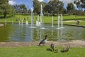 Wild ducks around pool and fountains of Pioneer Women`s Memorial at King`s Park and Botanic Garden in Perth, Australia. Royalty Free Stock Photo