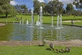 Wild ducks around pool and fountains of Pioneer Women`s Memorial at King`s Park and Botanic Garden in Perth, Australia. Royalty Free Stock Photo