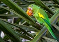 Pionus Maximilian bird, aka Maritaca, eating fruit on a palm tree Royalty Free Stock Photo