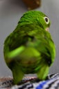 A Pionus maximiliani on its back under the cage Royalty Free Stock Photo