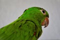 A Pionus maximiliani in profile Royalty Free Stock Photo