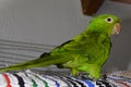 A Pionus maximiliani walking on the mat under the cage Royalty Free Stock Photo