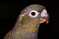 Pionus parrot Royalty Free Stock Photo