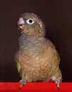 Pionus parrot
