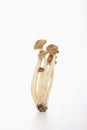 Pioppini mushrooms. Conceptual image