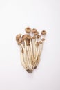 Pioppini mushrooms. Conceptual image