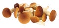 Pioppini Mushrooms Royalty Free Stock Photo