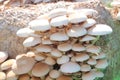 Pioppino mushroom Royalty Free Stock Photo