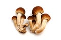 Pioppino Mushrooms Royalty Free Stock Photo