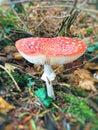 Irish Fly Agaric mushroom pop