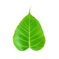 Pipal or Bo leaf Royalty Free Stock Photo
