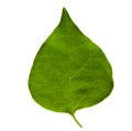 Pipal leaf Royalty Free Stock Photo
