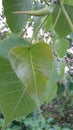 Pipal leaf beautiful image leaf image Indian nature image