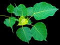 Pipal leaf