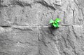 Pipal leaf growing through crack in old sand stone wall, surviva