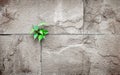 pipal leaf growing through crack in old sand stone wall,survival concept Royalty Free Stock Photo