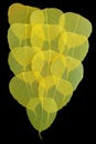 Pipal leaf yellow color