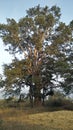 Pipal tree hight Sky grass Royalty Free Stock Photo