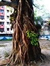Pipal Tree in kolkata Royalty Free Stock Photo