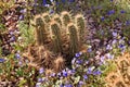 Pipe Cactus Blue Flowers Desert Garden Phoenix Royalty Free Stock Photo