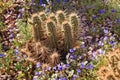 Pipe Cactus Blue Flowers Desert Garden Phoenix