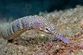 Pipe fish Royalty Free Stock Photo