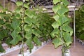 Pipe growing vegetables modern agriculture