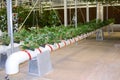 Pipe growing vegetables modern agriculture