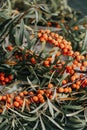 Pipe sea buckthorn berries on a branch with leaves on sackcloth rag over dark green concrete background Royalty Free Stock Photo