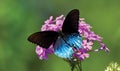 Pipe Vine or Blue swallowtail butterfly Battus philenor phinelor