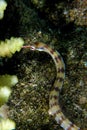 Pipefish