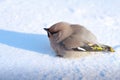 The pipefish bird is sitting in the snow Royalty Free Stock Photo