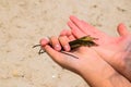 Pipefish lying in hands, summer, the Black Sea Royalty Free Stock Photo