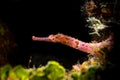 Pipefish in the reef