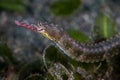 Pipefish in Seagrass Meadow in Indonesia