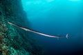 A pipefish swims in the Red Sea Royalty Free Stock Photo