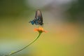 Pipeline Swallowtail Butterfly on long stemmed Mexican Sunflower